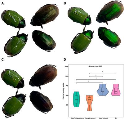 The effects of circularly polarized light on mating behavior and gene expression in Anomala corpulenta (Coleoptera: Scarabaeidae)